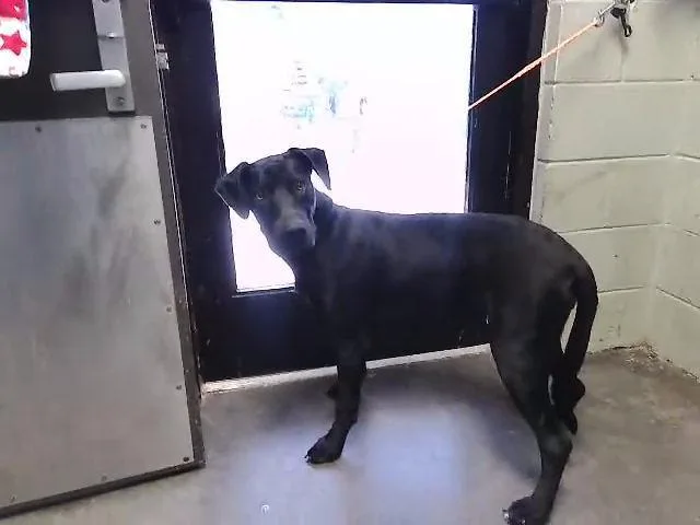 A young large-sized male Labrador Retriever dog named Midnight for adoption in Tulsa, OK