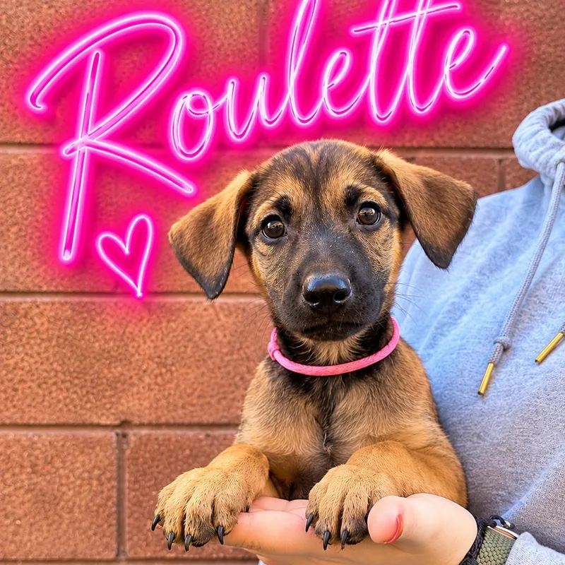 A baby medium-sized female Doberman Pinscher dog named Roulette for adoption in Henderson, NV