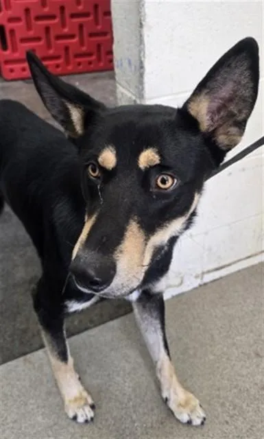 A young large-sized male German Shepherd Dog dog named Leo for adoption in San Bernardino, CA