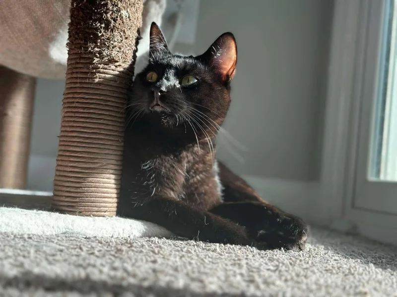 An adult medium-sized male Domestic Short Hair cat named Sirus for adoption in Charlotte, NC