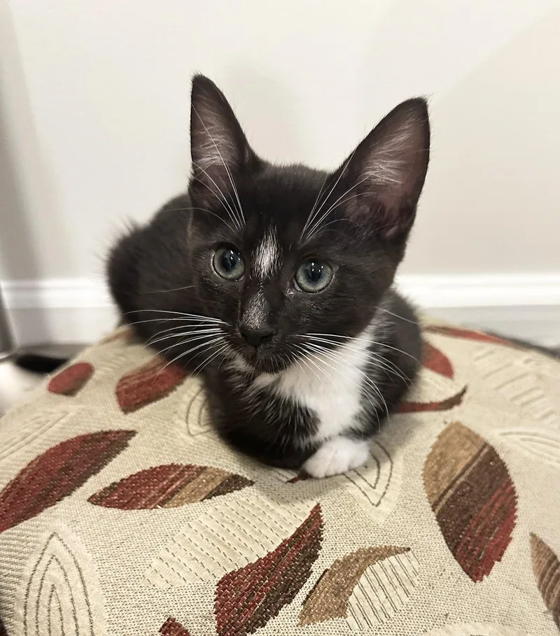 A baby medium-sized female Black & White / Tuxedo Domestic Short Hair cat named Teva for adoption in Philadelphia, PA