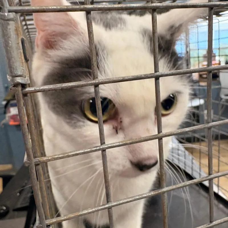 A baby small-sized female White Domestic Short Hair cat named Ahnjstray for adoption in Newark, NJ
