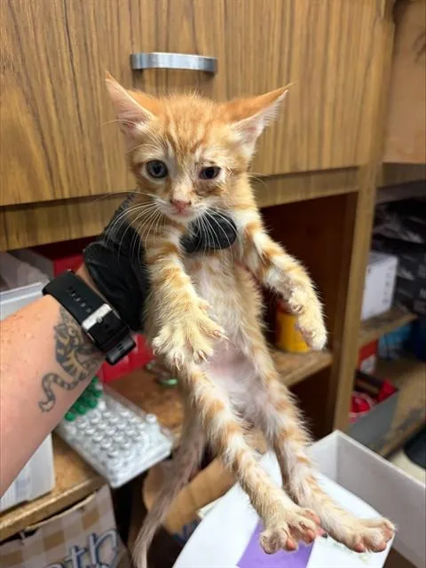 A baby small-sized male Domestic Short Hair cat named Clover for adoption in Stockton, CA