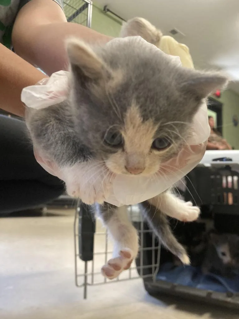 A baby medium-sized female Domestic Short Hair cat named Kolache for adoption in Burnsville, NC