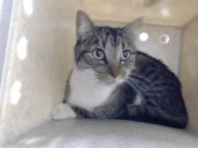 An adult large-sized female Domestic Short Hair cat named A for adoption in Fayetteville, NC