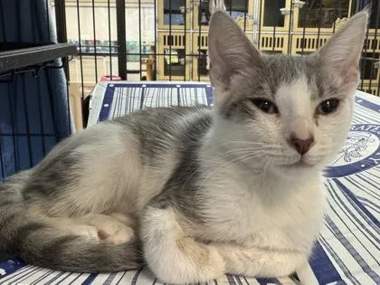 A baby small-sized female Domestic Short Hair cat named Precious $ for adoption in Seneca, SC