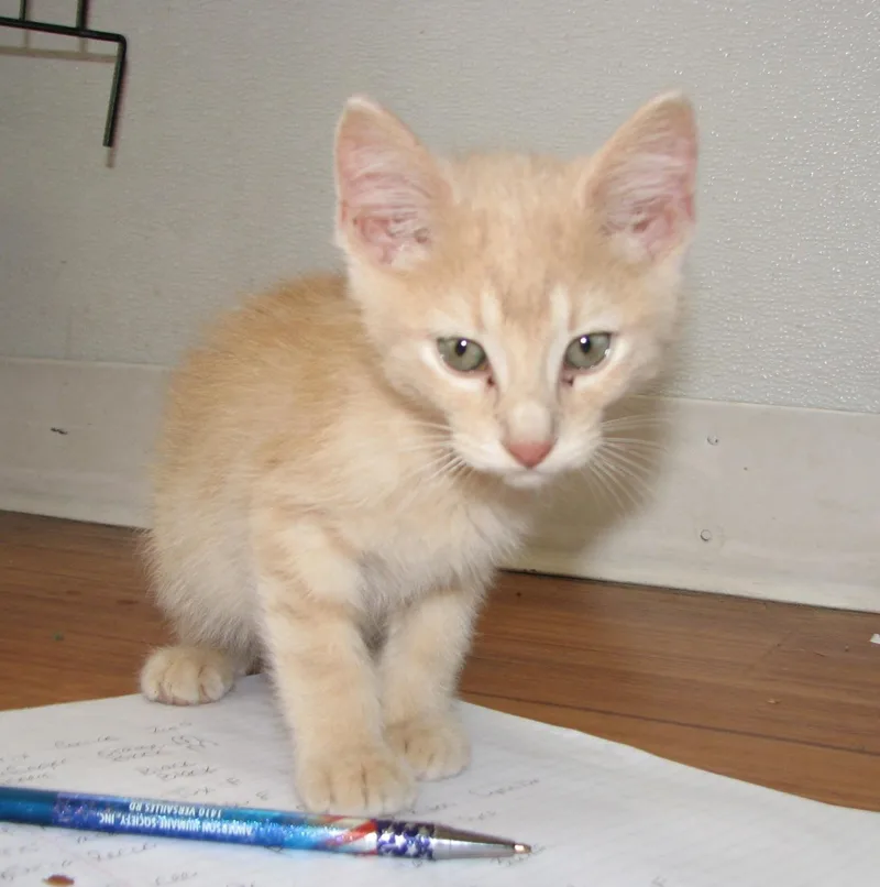 Butterfinger thumbnail 4