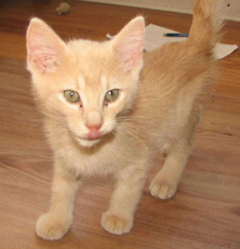 Butterfinger thumbnail 6