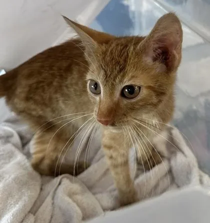 A baby small-sized male Domestic Short Hair cat named Newt for adoption in West Chester, PA