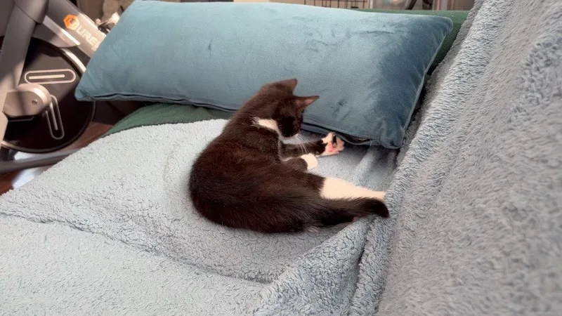 A baby medium-sized male Black & White / Tuxedo Domestic Short Hair cat named Mopple for adoption in Stewartsville, NJ