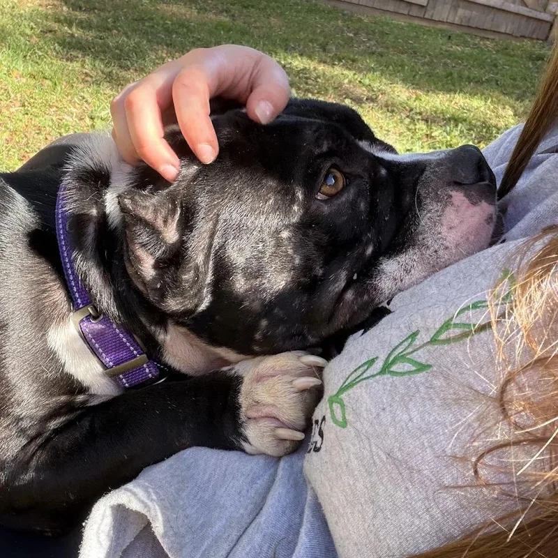 An adult medium-sized female Black Mixed Breed dog named Bunny for adoption in Bangall, NY