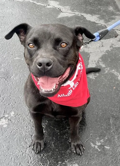 A young large-sized female Black American Bulldog dog named Bonnie Sweetheart Had Professional for adoption in Charlottesville, VA