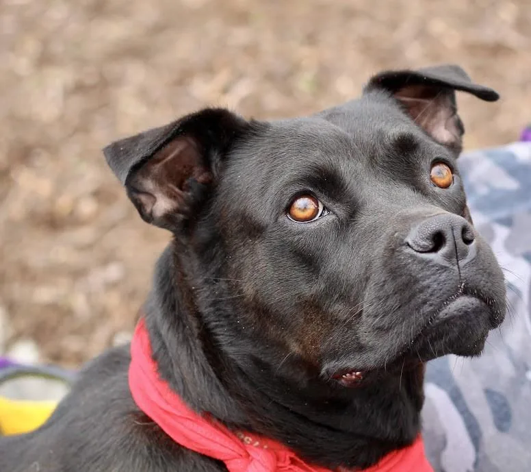 Bonnie Sweetheart Had Professional thumbnail 3