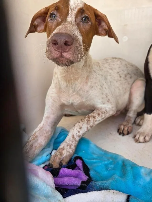An adult medium-sized male White / Cream Mixed Breed dog named Garret for adoption in Mobile, AL