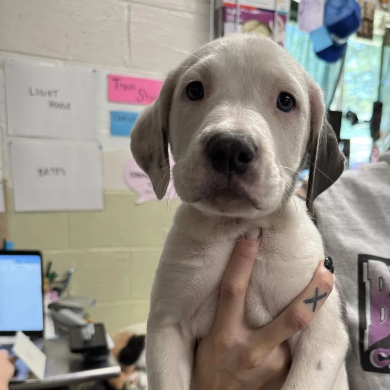 A baby large-sized female White / Cream Pit Bull Terrier dog named Milkshake for adoption in Eureka Springs, AR