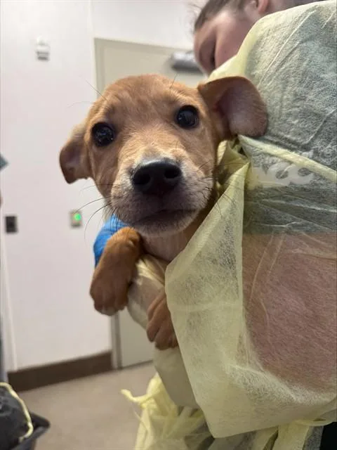 A baby small-sized male German Shepherd Dog dog named Charlie for adoption in Tucson, AZ