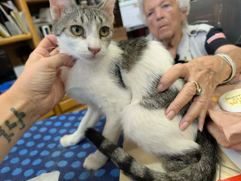 A baby medium-sized female Tabby cat named Patty for adoption in Grand Junction, CO