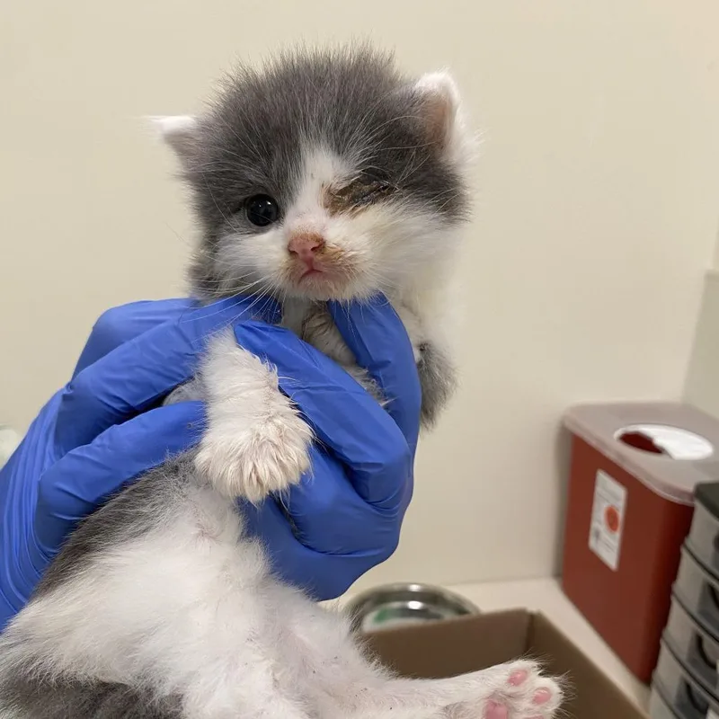 A baby small-sized female Gray / Blue / Silver Domestic Short Hair cat named Shwarma for adoption in Lynchburg, VA