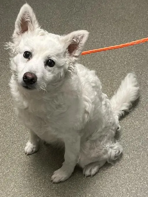 A young small-sized female American Eskimo Dog dog named Baby Girl for adoption in Las Vegas, NV
