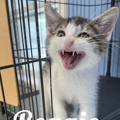 A young medium-sized male White Domestic Short Hair cat named Reggie for adoption in Manistee, MI
