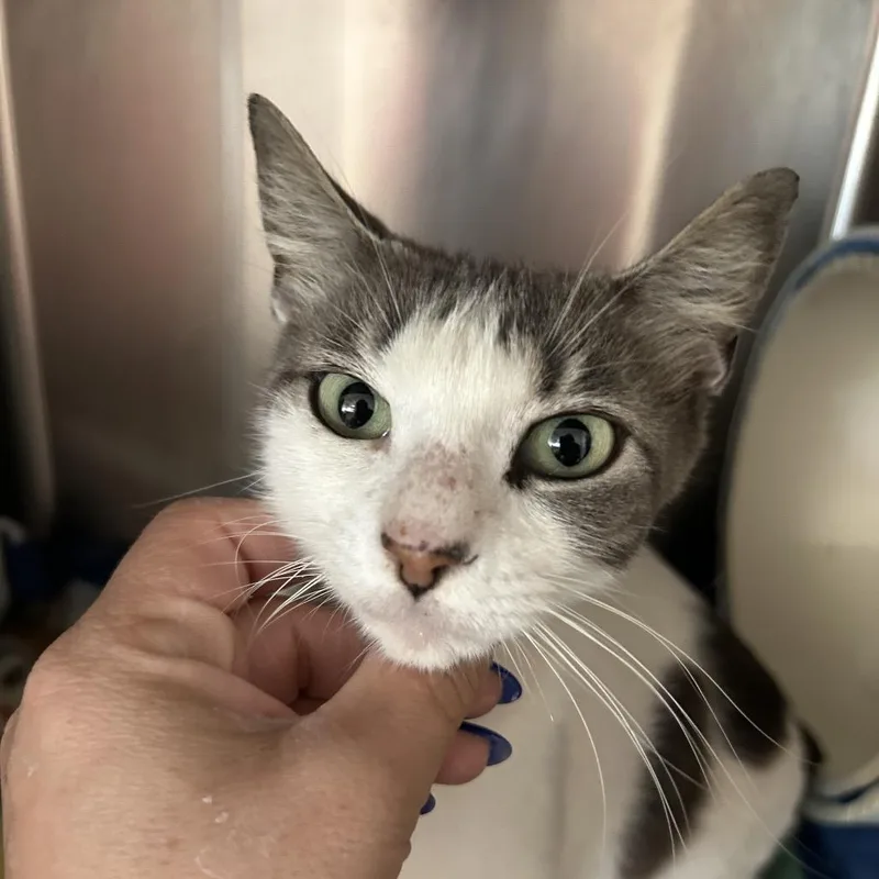 An adult medium-sized female White Domestic Short Hair cat named Monarch for adoption in Leander, TX