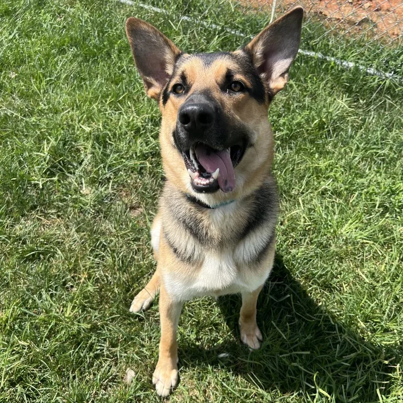 An adult large-sized male Brown / Chocolate German Shepherd Dog dog named Thunder for adoption in Harrisonburg, VA