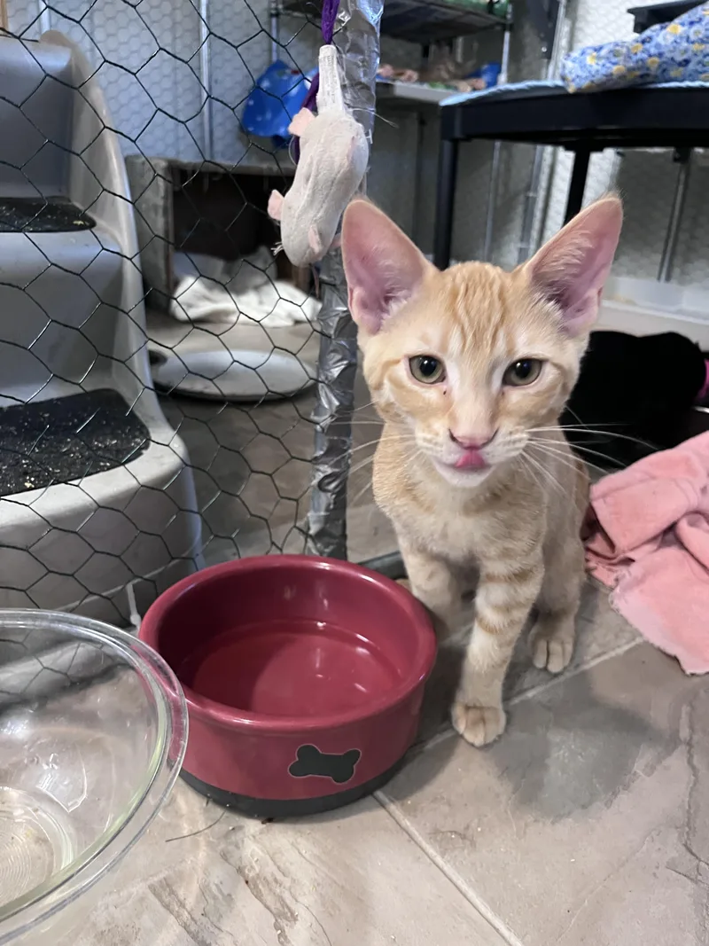 A baby small-sized male Orange / Red Domestic Short Hair cat named Marmalade for adoption in Eugene, OR