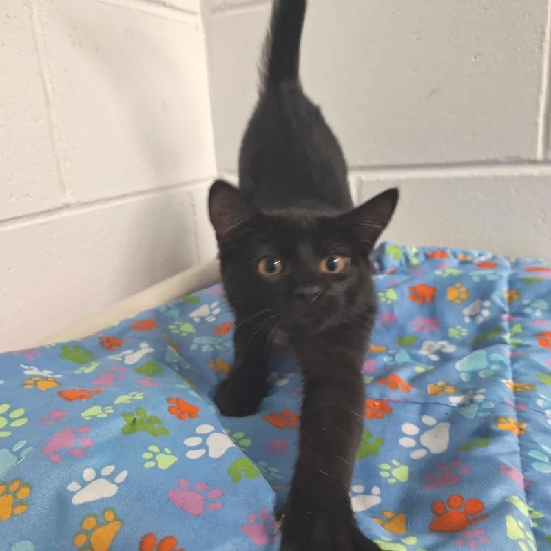 A young small-sized female Black Domestic Short Hair cat named Isis for adoption in Albert Lea, MN