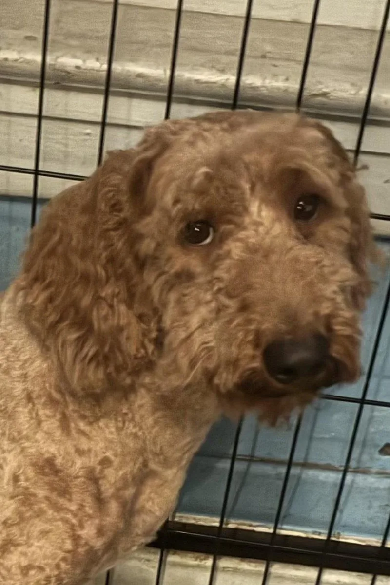 An adult medium-sized male Golden Goldendoodle dog named Winston for adoption in Pottstown, PA
