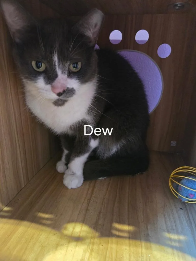 An adult medium-sized female Domestic Short Hair cat named Dew for adoption in Cambridge, MD
