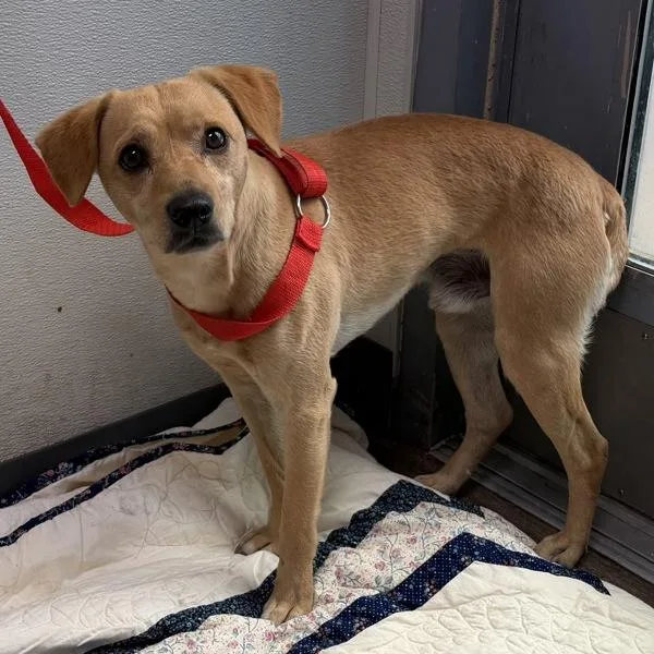 A young small-sized male Terrier dog named Travis for adoption in San Diego, CA