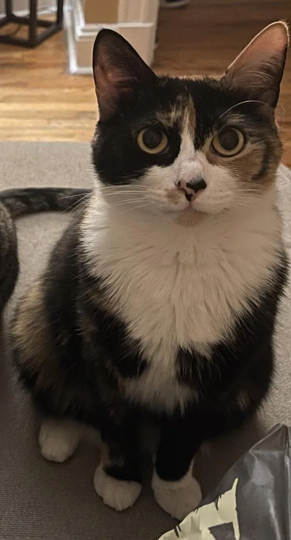 An adult medium-sized female Domestic Short Hair cat named Ellie for adoption in Staten Island, NY
