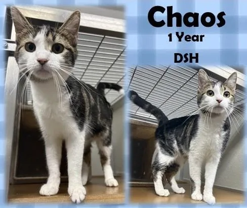 An adult medium-sized female Tabby (Brown / Chocolate) Domestic Short Hair cat named Chaos for adoption in Franklin, IN