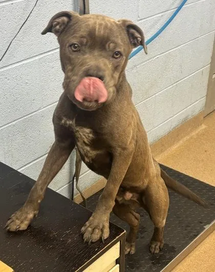 An adult medium-sized male Mixed Breed dog named Russ Cotter for adoption in Chamblee, GA