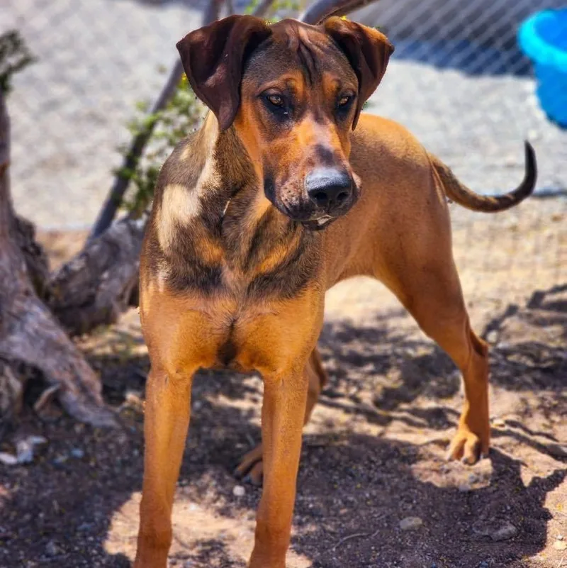 Raggedy Anne thumbnail 2