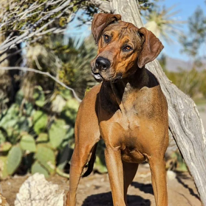 Raggedy Anne thumbnail 3