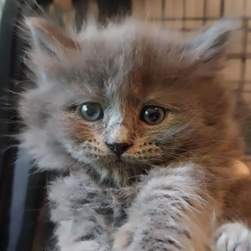 A baby small-sized female Gray / Blue / Silver Domestic Long Hair cat named Beautiful Bliss for adoption in Baker City, OR