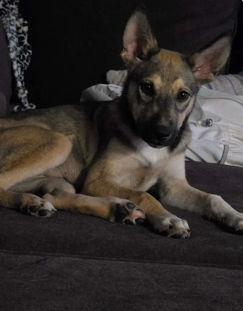 A baby medium-sized female German Shepherd Dog dog named Carley for adoption in Pensacola, FL
