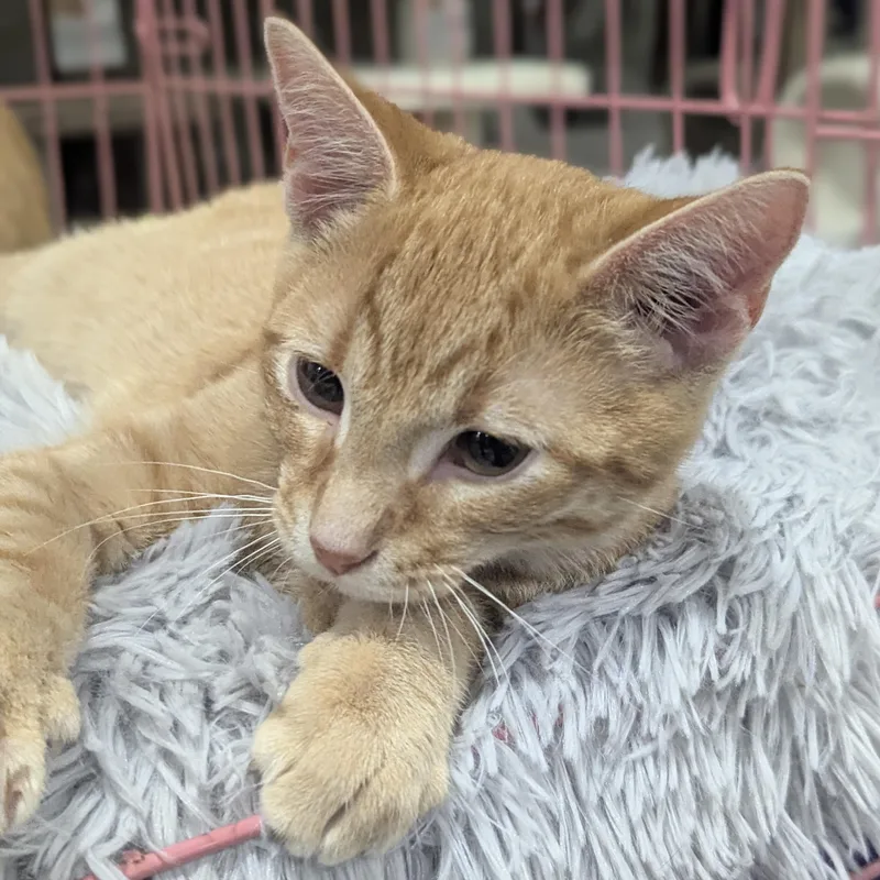 Snuffleupagus thumbnail 2