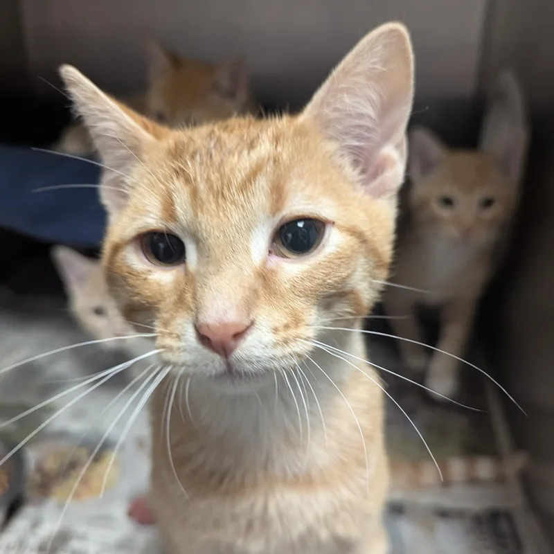 A baby large-sized male Tabby (Orange / Red) Domestic Short Hair cat named Snuffleupagus for adoption in Springfield, IL