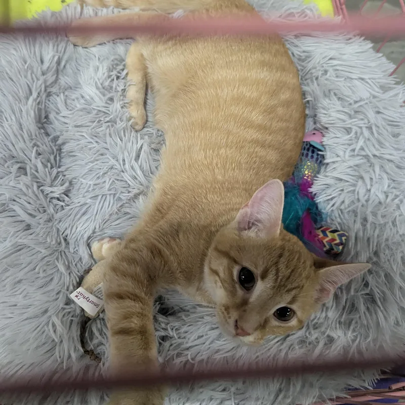 Snuffleupagus thumbnail 3