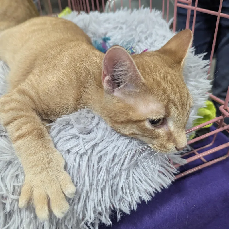 Snuffleupagus thumbnail 4