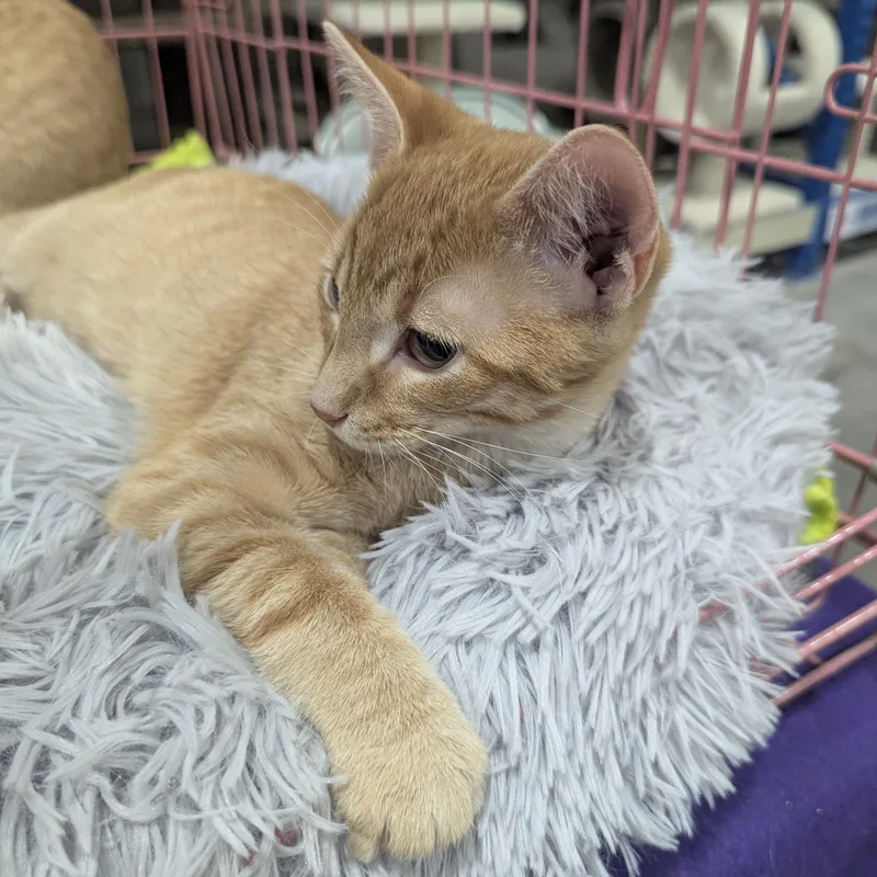 Snuffleupagus thumbnail 5