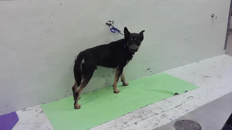 A young large-sized male German Shepherd Dog dog named Charlie for adoption in Houston, TX