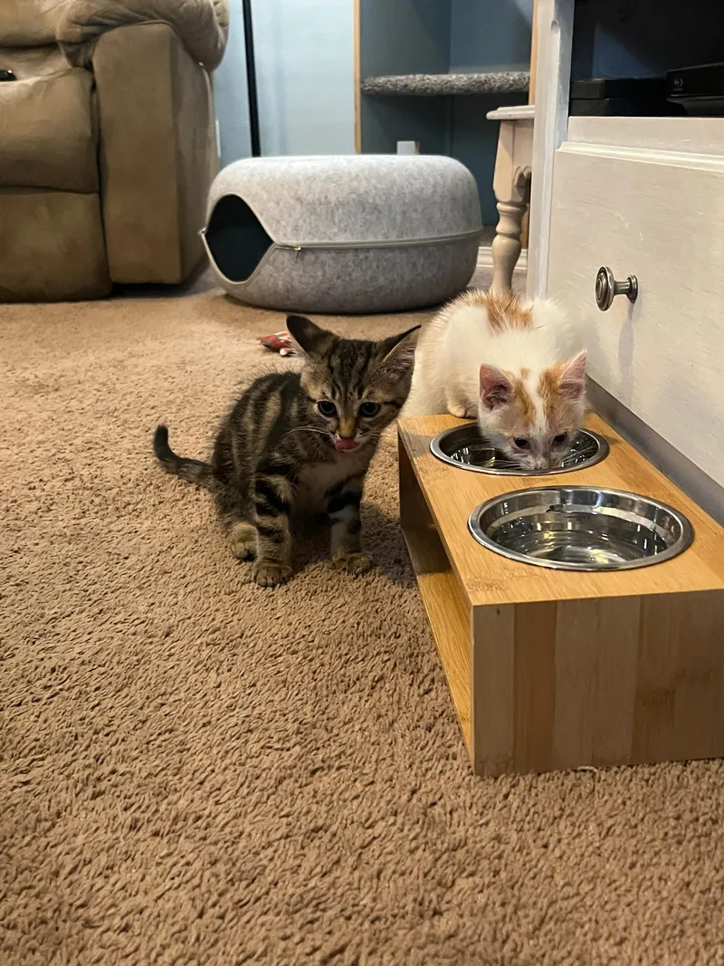 A baby large-sized male Tabby (Gray / Blue / Silver) American Shorthair cat named Meko for adoption in Ashland, OH