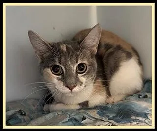 A young small-sized female Domestic Short Hair cat named Mewtew for adoption in Peoria, IL