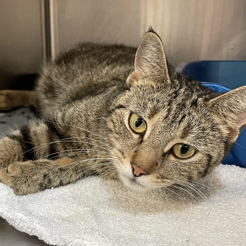 A young medium-sized female Brown / Chocolate Domestic Short Hair cat named Love for adoption in Port Charlotte, FL