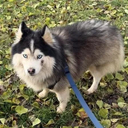 An adult medium-sized male Black Pomeranian dog named Jasper for adoption in Sonoma, CA