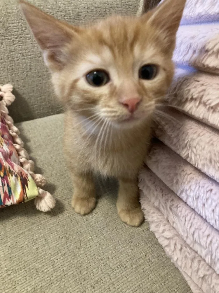 A baby small-sized male Domestic Short Hair cat named Calcifer for adoption in Ferndale, MI