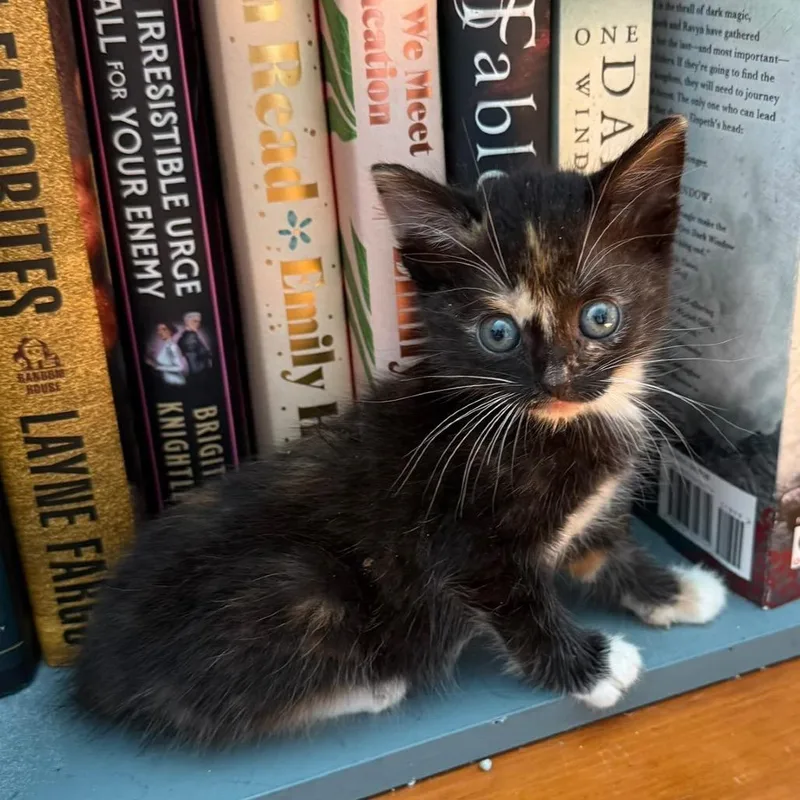 A baby small-sized female Tortoiseshell Domestic Short Hair cat named Anya for adoption in Auburn, AL